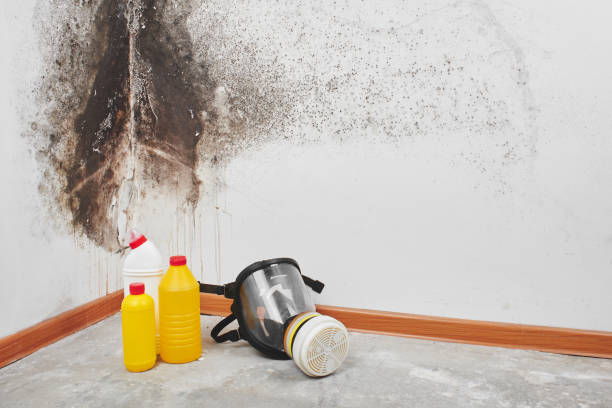 Best Mold Testing and Removal  in Athens, WV