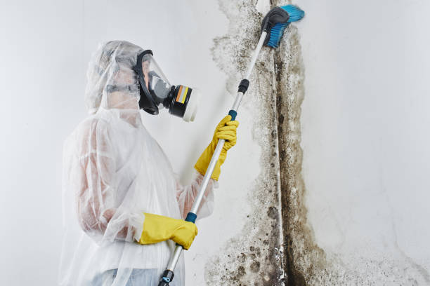 Best Crawl Space Mold Removal  in Athens, WV