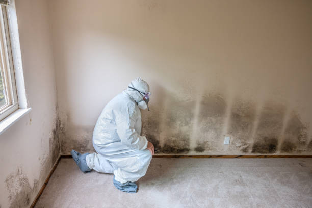 Best Attic Mold Removal  in Athens, WV