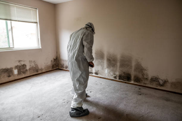 Best Commercial Mold Removal  in Athens, WV