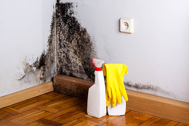 Best Mold Removal and Inspection  in Athens, WV