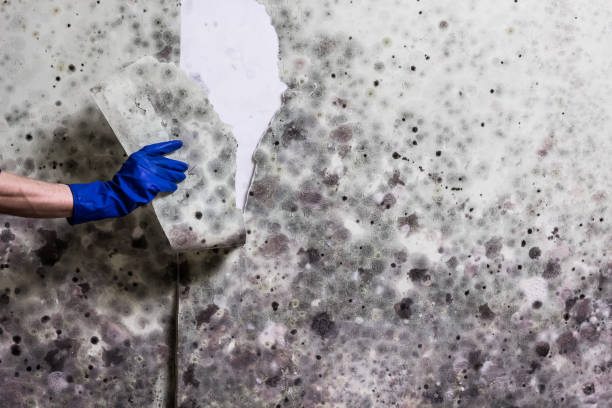 Best Same-Day Mold Removal  in Athens, WV