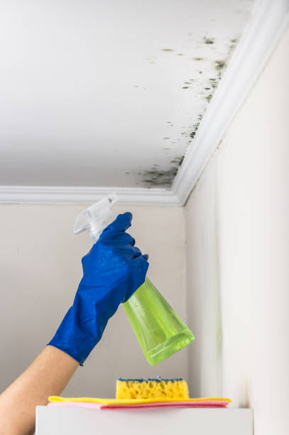 Mold Testing and Removal in Athens, WV