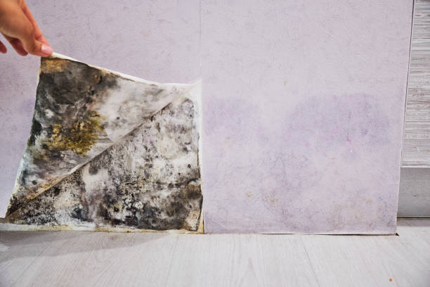 Best Mold Removal Near Me  in Athens, WV